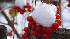 Trees winter berry winter sports