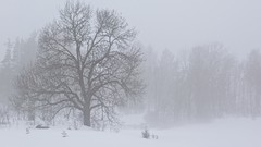 Trees winter blizzard