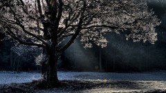 Trees winter cold frost