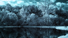 Trees winter cold ice snow landscapes