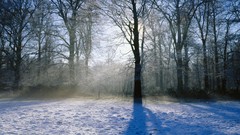 Trees winter England morning Norfolk