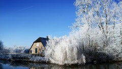 Trees winter frosty farmhouse