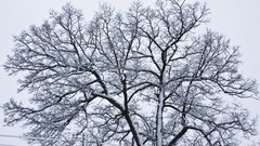 Trees winter HDR Photography