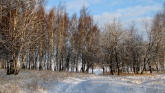 Trees winter Kalyazin