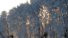 Trees winter Kalyazin