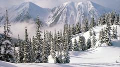 Trees winter Mountains