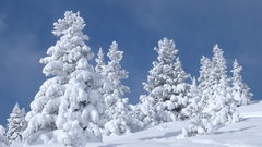 Trees winter scenery snowy