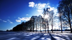 Trees winter snow landscapes