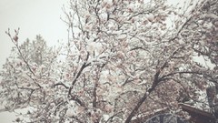 Trees winter Taylor McCutchan