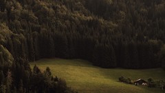 Trees Wood houses forests