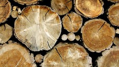 Trees Wood tree trunk