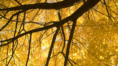 Trees yellow