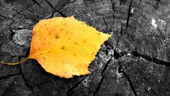 Trees yellow autumn fallen leaves