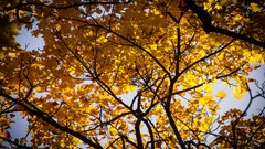 Trees yellow autumn golden