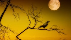 Trees yellow night black moon Birds silhouettes