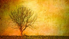 Trees yellow silhouettes grunge