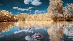 Trees yellow winter blue sky autumn Ducks frost
