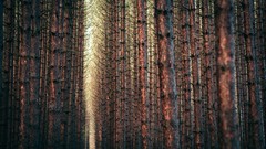 Trees yellow winter gray orange brown forests pine trees