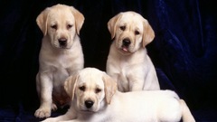 Trinity labrador Puppies animal
