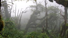 Tropical forest nature