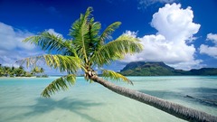 Tropical Oceans palm trees