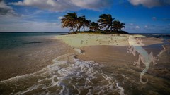 Tropics Beaches geckos