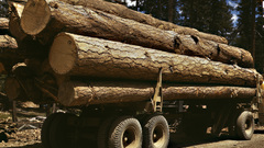 Truck load of ponderosa