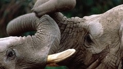 Trunk elephants Kenya Elephant 6