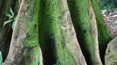 Trunk tronc tronco nature