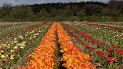 Tulipfield You knew it