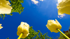 Tuliprace itt that You