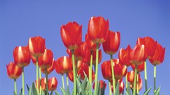 Tulips