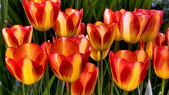 Tulips