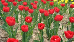 Tulips