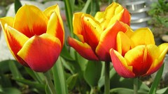 Tulips