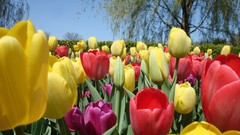 Tulips