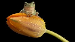 Tulips black background Frogs amphibians orange flowers