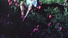 Tulips fields shadows