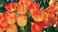 Tulips Flowers