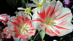 tulips Flowers nature white flowers Plants