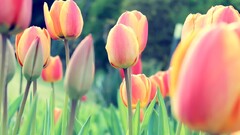 tulips Flowers red flowers Garden