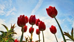 Tulips HDR Photography