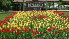 Tulips holland cityscapes