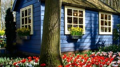 Tulips houses holland