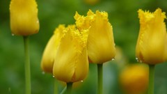 Tulips macro yellow flowers