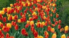 Tulips Michigan Parks Elite holland