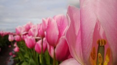 Tulips national geographic