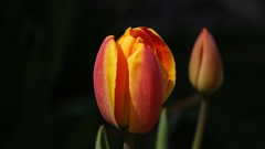 Tulips nature Flowers Plants