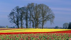 Tulips Oregon bloom