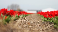 Tulips paths